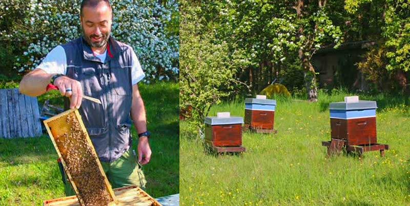 Oberfränkischer Blütenhonig mit Apfelblüte, 500g, von Streuobstwiesen aus der Gegend um Hirschaid – Bild 6
