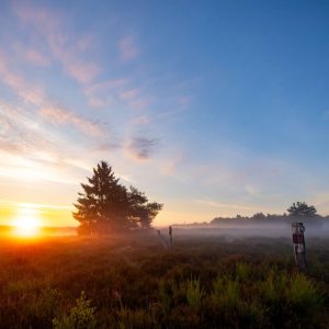 Sonnenaufgang in der Heide