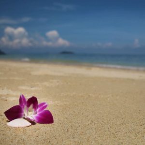 Die Strandblume