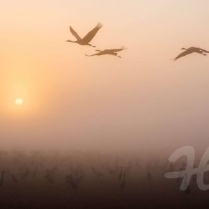 Kraniche im Morgengrauen