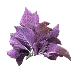 Perilla/ Shiso-Rau Tía Tô-Bund 100g