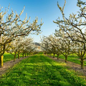 Zwetschgenblüte in Bühl
