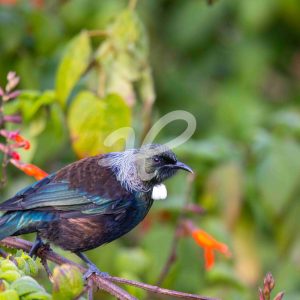 Tui