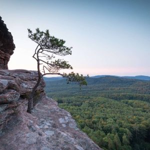 Lonesome Tree, Pfälzerwald
