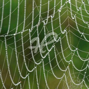 Zwei dicht beieinander haengende Spinnennetze mit Tautropfen